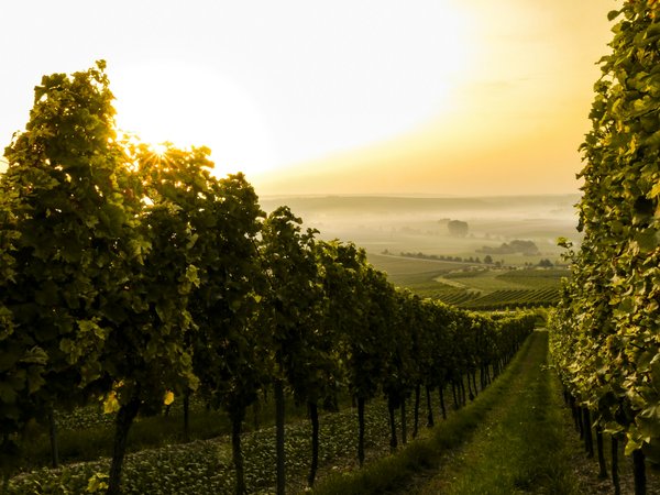 Comment organiser une visite des vignobles en Toscane, Italie?